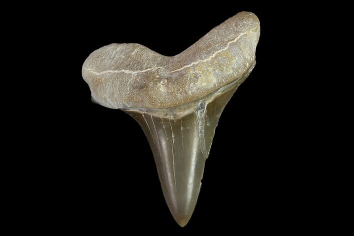 Fossil Shark (Cretoxyrhina) Tooth - Kansas #134831